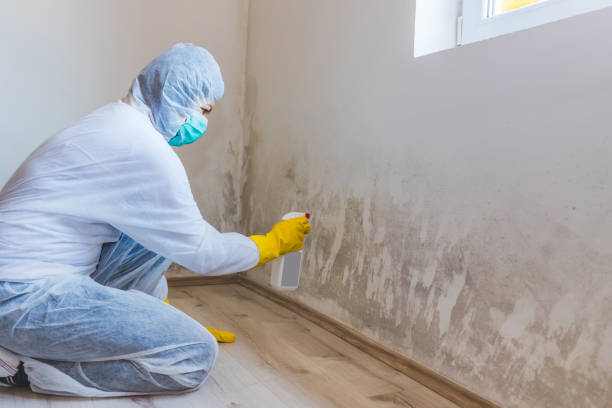 Licensed Mold Remediation service in Gore, VA - WQB Mold Removal